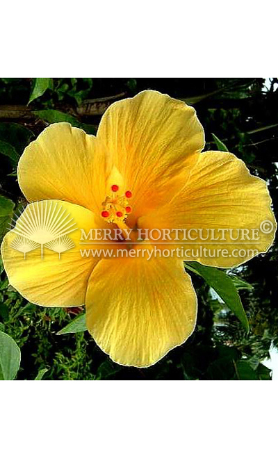 Hibiscus rosa-sinensis 'Yellow'